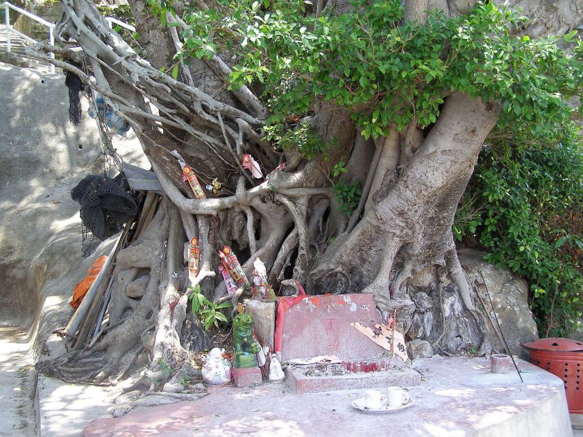Der uralte Baum vor dem Tempel 